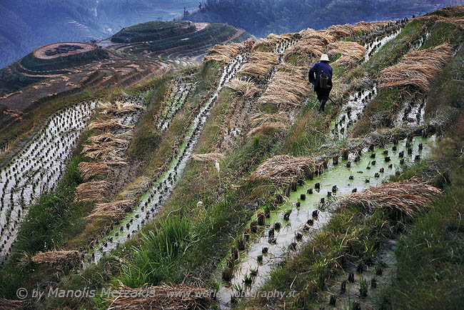 RICE FIELDS